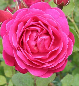 generosa-roses-2.jpg