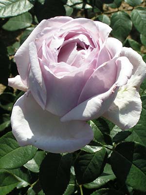 old-fasioned-rose.jpg