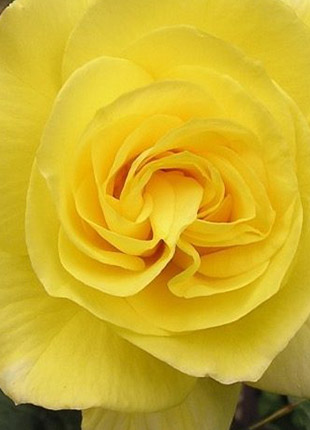 Close To You Rose - Gardenarium