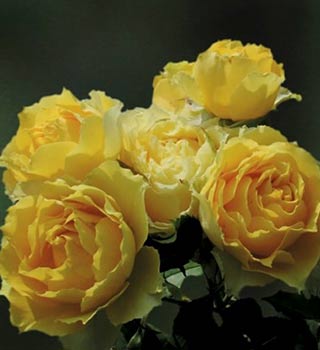 smooth-stem-bush-rose-3.jpg