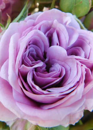 Lavender Ice - 2020 New Release Roses