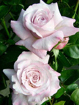 smooth-stem-bush-roses.jpg