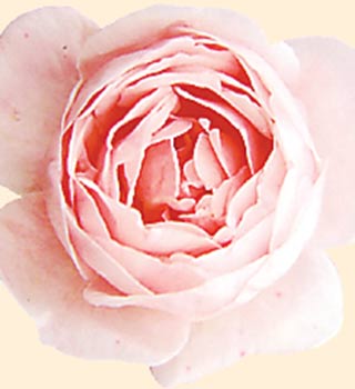 delbard-bush-rose-3.jpg