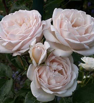 generosa-roses-4.jpg