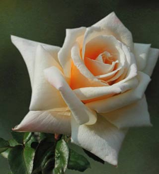 smooth-stem-bush-rose-4.jpg