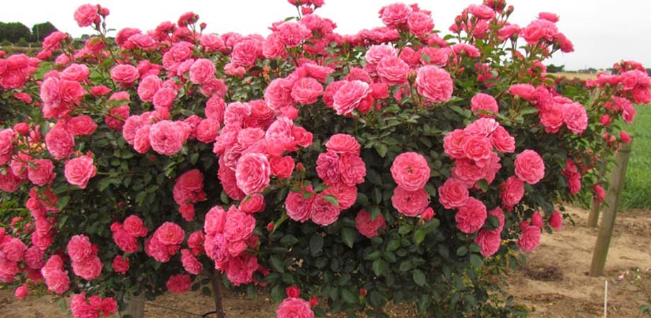 standard-floribunda-rose.jpg