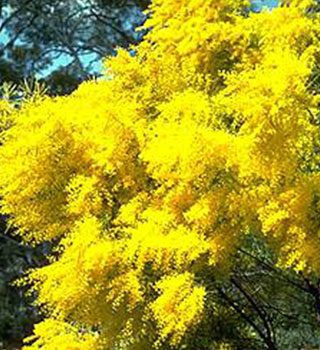 Acacia wattle