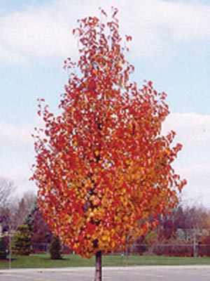 ornamental-pears-thumbnail.jpg