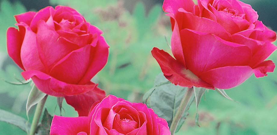 smooth-stem-rose-bush.jpg