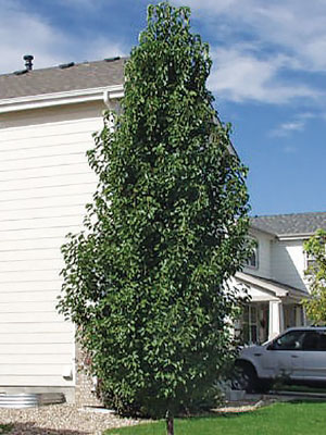 Mini-Capital-Ornamental-Pear-op.jpg