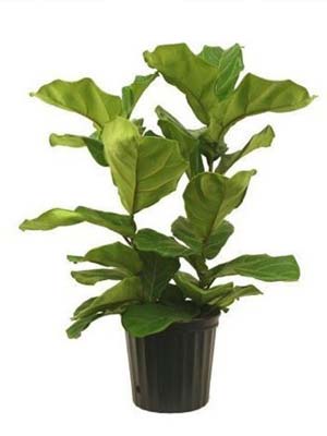 fig-pot.jpg