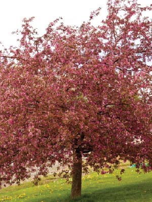 deciduous-trees-1.jpg