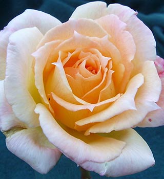 smooth-stem-bush-rose-2.jpg