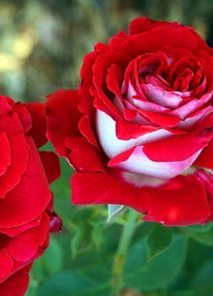 Mini Rose bourgeons 50 Rose décoratif rose bud Fleurs synthétique imitation soie 