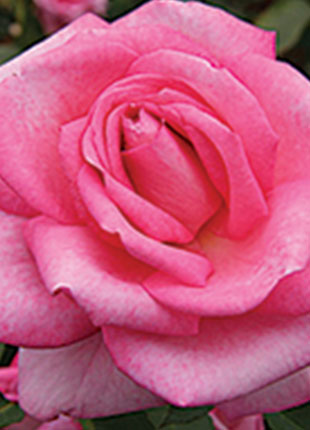Sweet Memory Rose - Gardenarium
