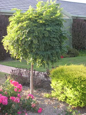 mop-top-trees.jpg