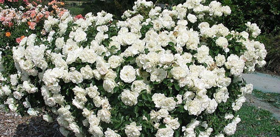 floribunda-bush-rose.jpg