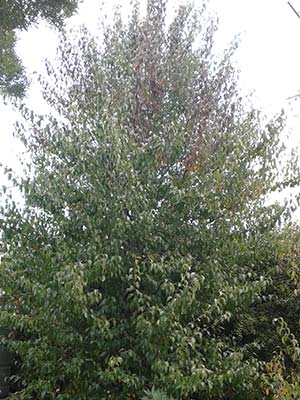 thumbnail-evergreen.jpg