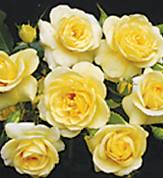 floribunda-bush-3.jpg