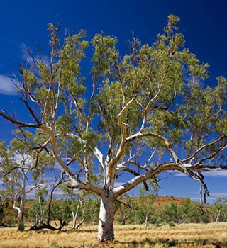 eucalyptus gum