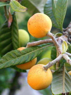 evergreen-fruit-trees.jpg