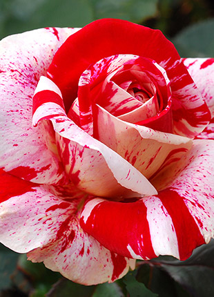 Scentimental Rose - Gardenarium