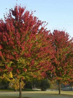 advanced-trees-order.jpg