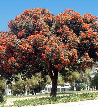 corymbia