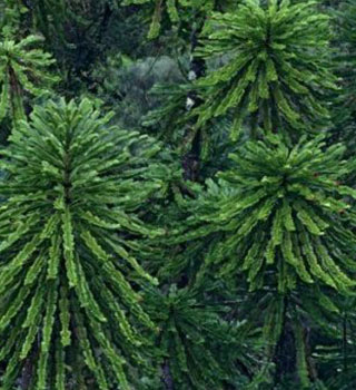 wollemi pine