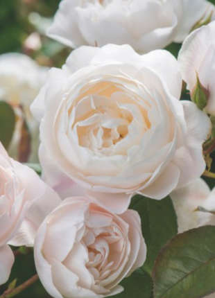 Desdemona - 2020 New Release Roses