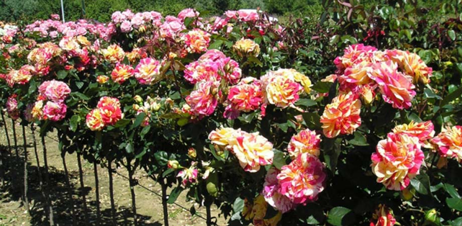 standard-delbard-roses.jpg