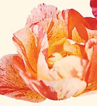 delbard-bush-rose-1.jpg