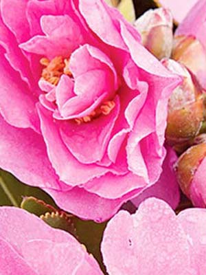 camellias.jpg
