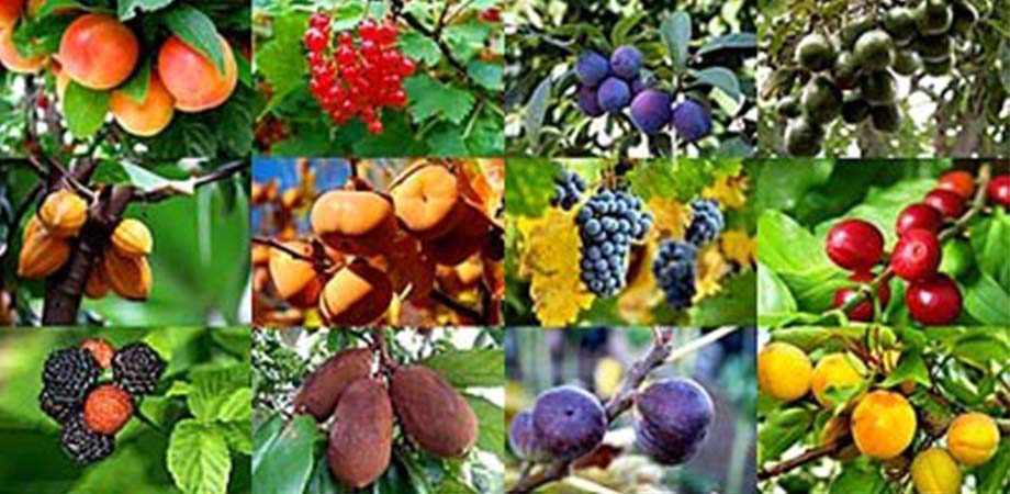 सदाबहार फलों के पेड़ों की सूची